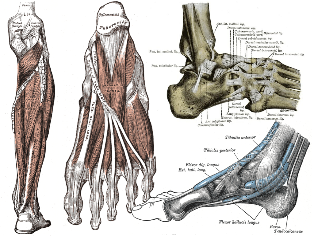 Vintage illustrations of the parts of a foot.